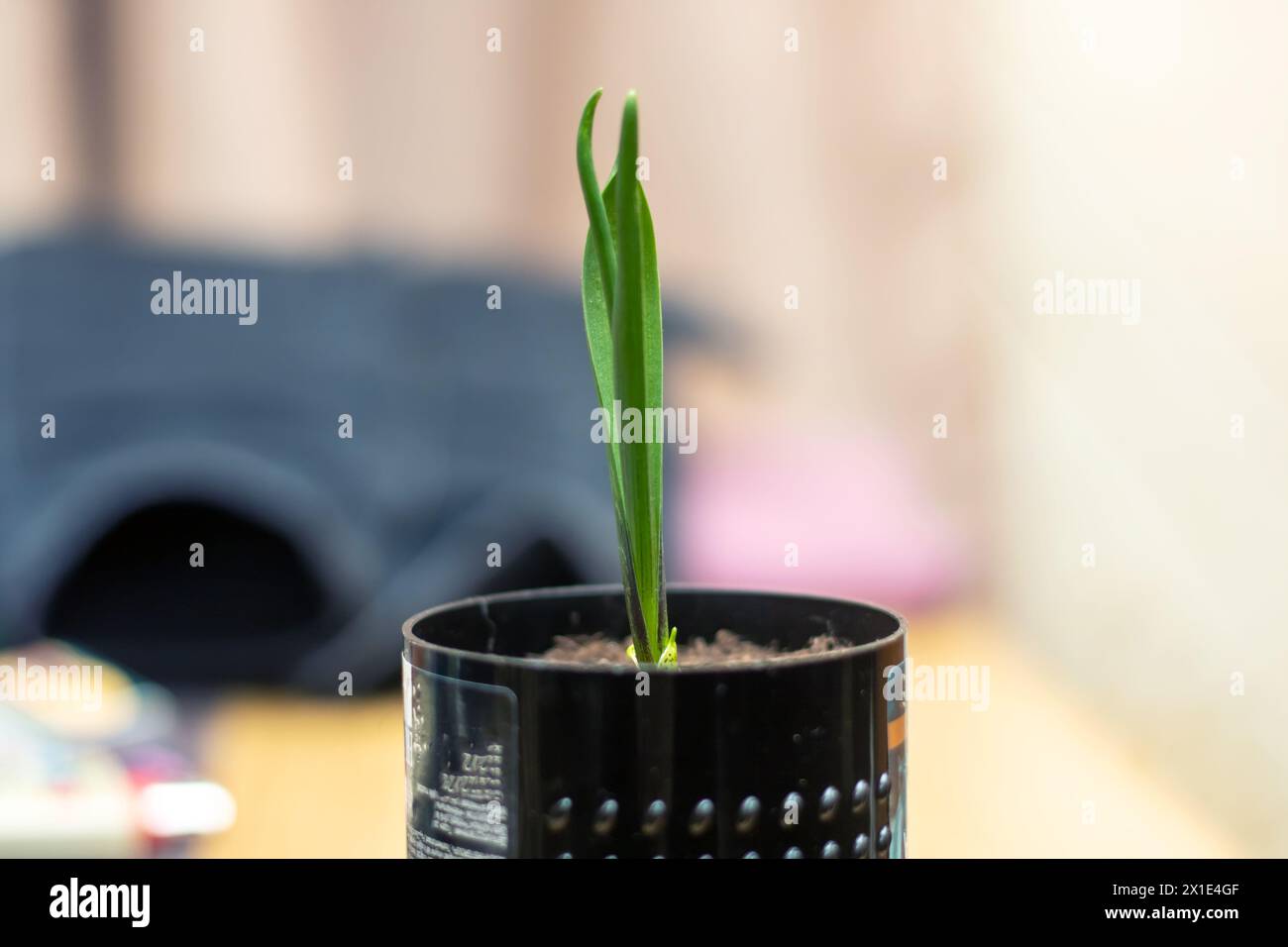 Un piccolo impianto domestico sta germogliando da uno pneumatico automobilistico sotto forma di impianto di fioritura. Si distingue in un modo unico man mano che cresce da un uncon Foto Stock