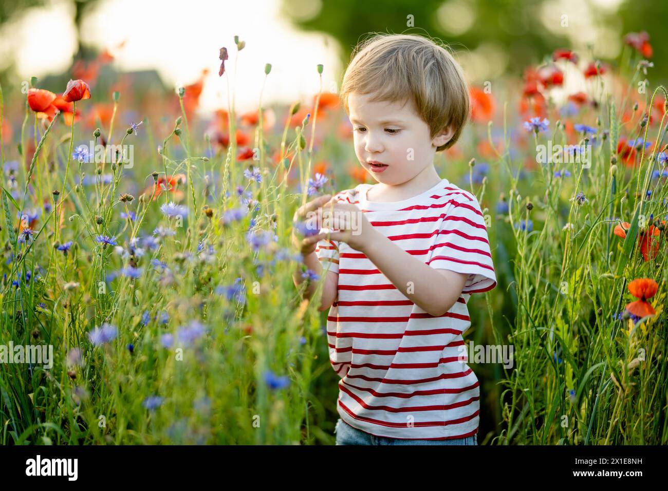 Un bambino carino che ammira i fiori di papavero e knapweed nel campo dei papaveri in fiore durante il sole del giorno d'estate. Splendido paesaggio estivo vicino a Vilnius, Lituania. Foto Stock