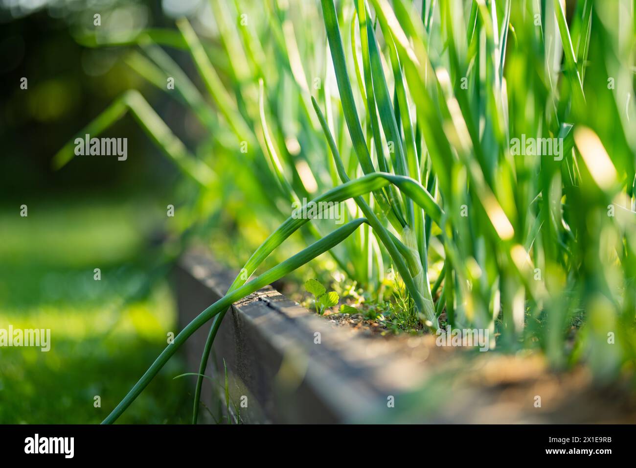 Coltivazione di cipolle nella stagione estiva. Coltivare le proprie erbe e verdure in una casa. Giardinaggio e stile di vita di autosufficienza. Foto Stock