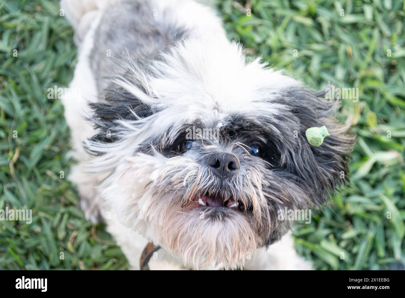 Il bellissimo shih tzu fa facce divertenti quando cerca di prendere un biscotto in aria. Foto Stock