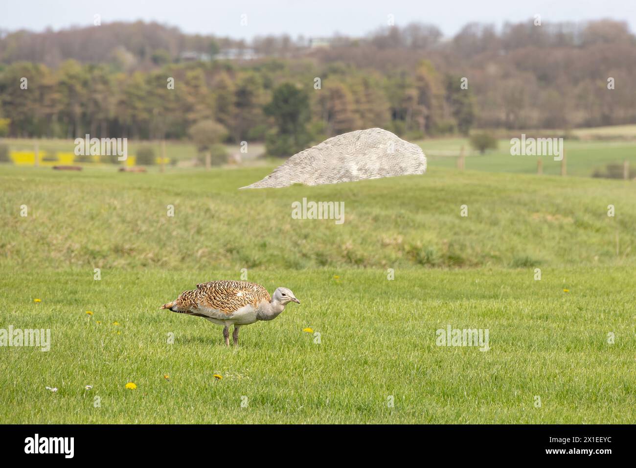 Grande affluenza nei campi, Wiltshire, Inghilterra, Gran Bretagna - aprile 2024 Foto Stock