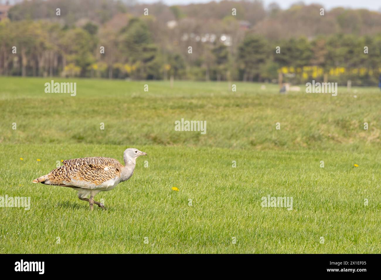 Grande otarda in un campo, Wiltshire, Inghilterra, Gran Bretagna - aprile 2024 Foto Stock