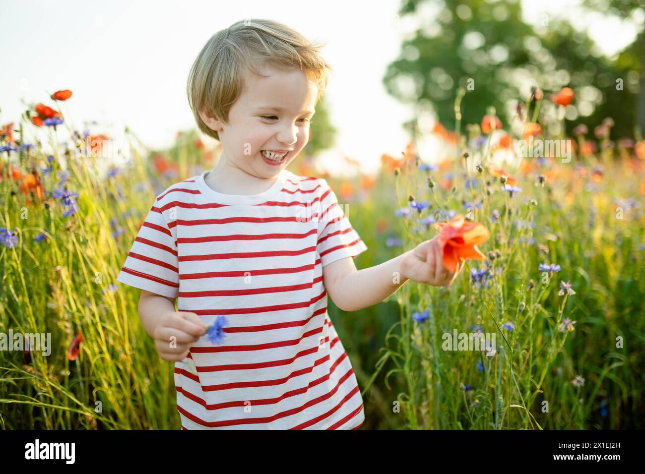 Un bambino carino che ammira i fiori di papavero e knapweed nel campo dei papaveri in fiore durante il sole del giorno d'estate. Splendido paesaggio estivo vicino a Vilnius, Lituania. Foto Stock