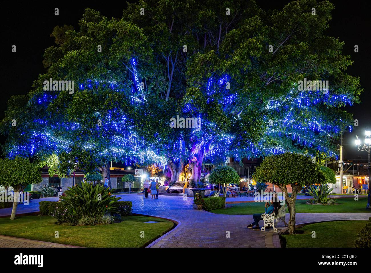 Un grande albero decorato con luci blu di notte. Oaxaca, Messico. Foto Stock