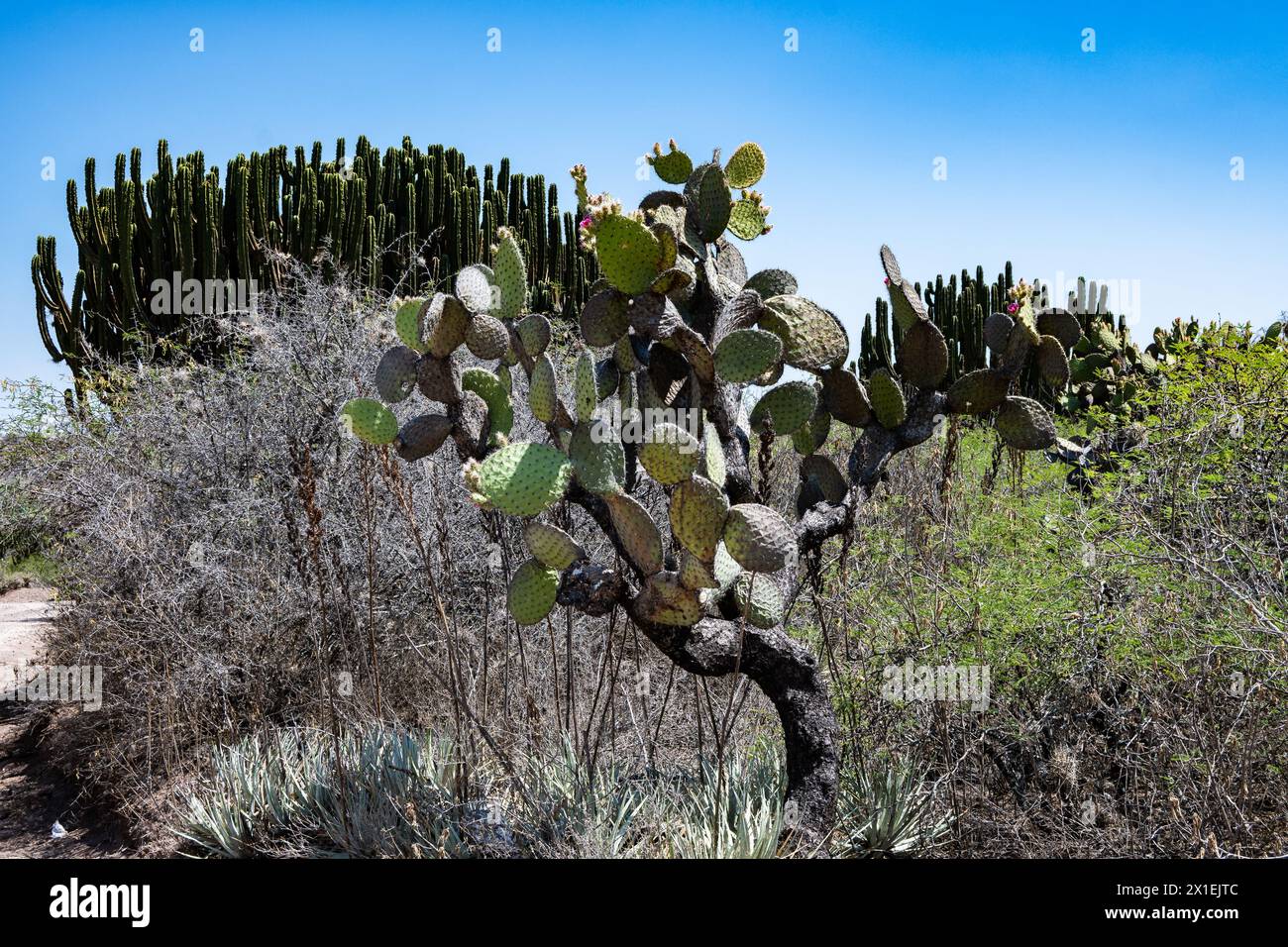 Cactus nella regione arida di Oaxaca, Messico. Foto Stock