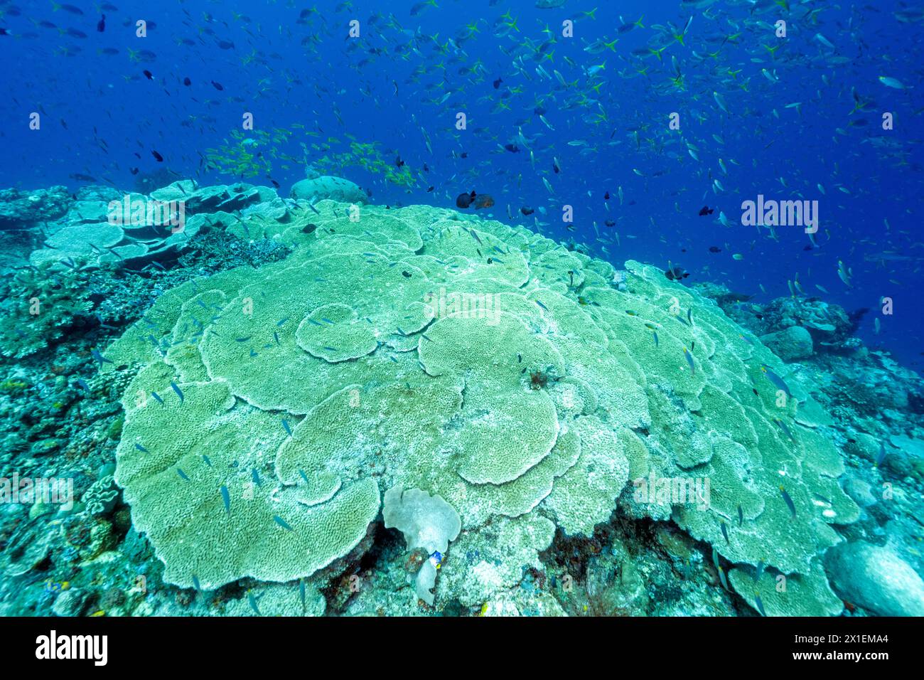 Scogliera panoramica con massicci coralli rocciosi, Turbinaria sp., Raja Ampat Indonesia. Foto Stock
