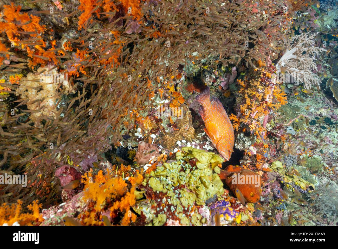 Cernia di coralli, Cephalopholis miniata, che insegue pesci di vetro nelle fessure della barriera corallina, Raja Ampat, Indonesia. Foto Stock