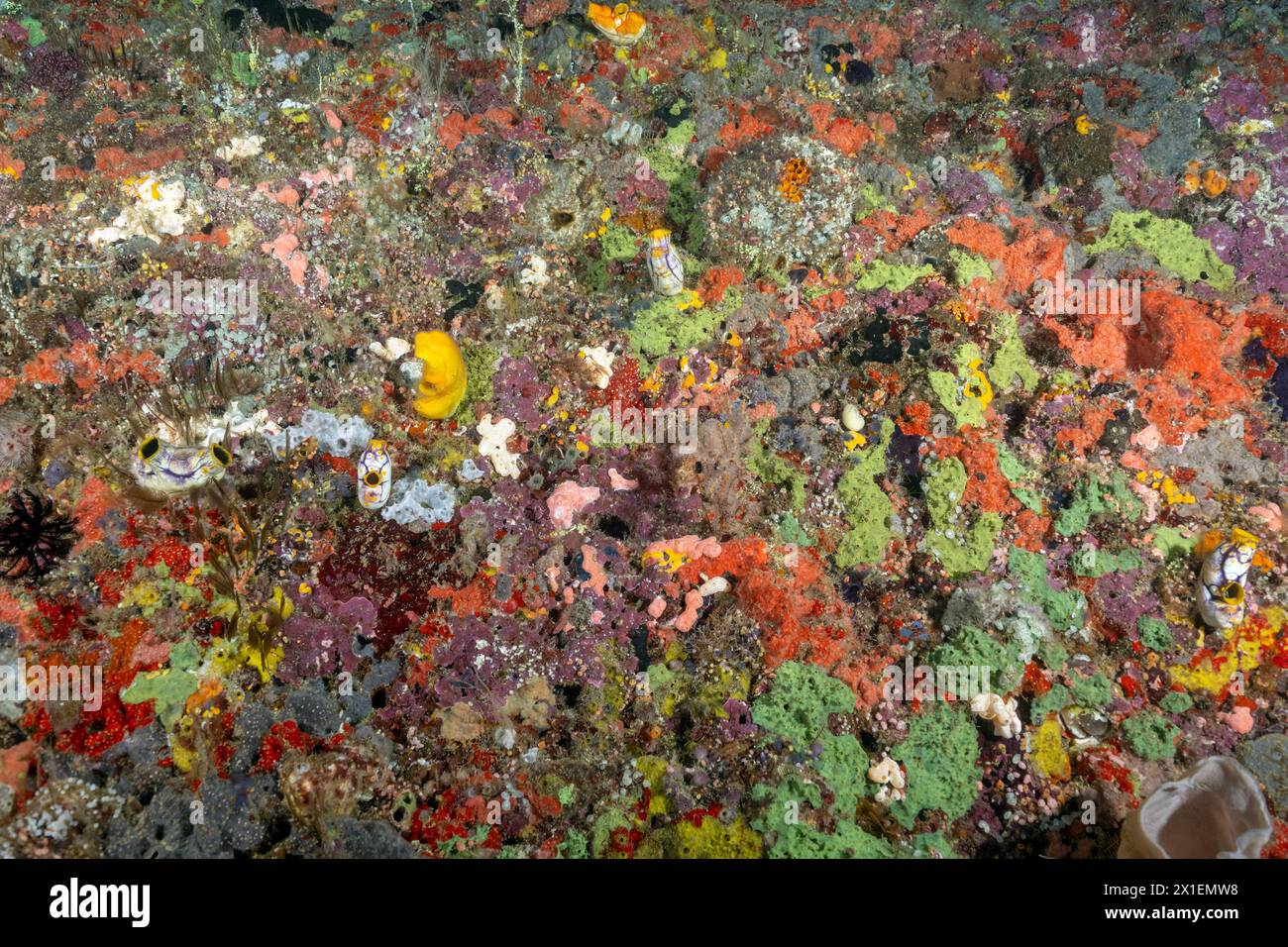 Spugne incrostate colorate che coprono le pareti di roccia calcarea, Raja Ampat Indonesia. Foto Stock