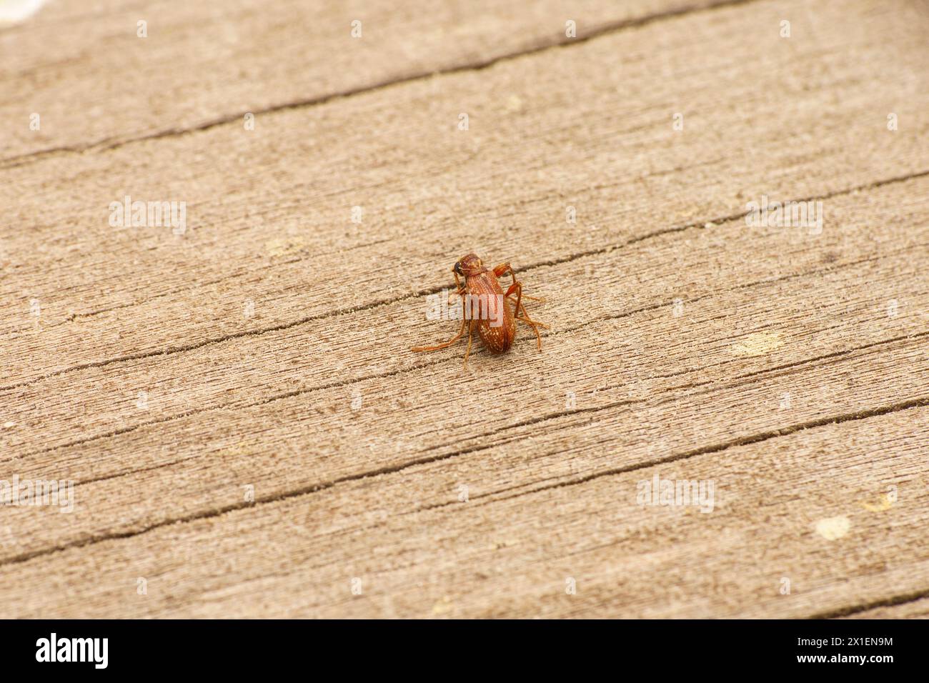 Ptinus fur famiglia Ptinidae genere Ptinus White marchiato spider beetle natura selvaggia insetti fotografia, foto, sfondo Foto Stock