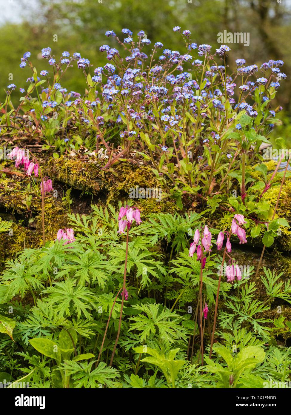 Combinazione di piantagioni primaverili con il blu Forget me Not, Myososotis sylvatica e rosa, ferny fogliato Dicentra formosa Foto Stock