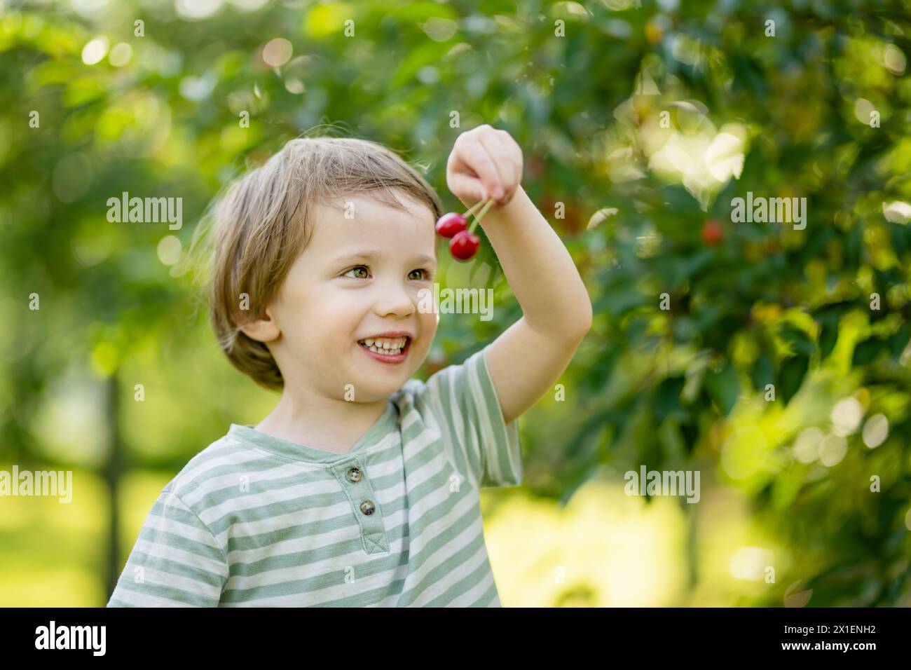 Bambino carino che mangia ciliegie fresche biologiche appena raccolte dall'albero nella soleggiata giornata estiva. Il bambino si diverte all'aperto in un frutteto di ciliegi. Foto Stock