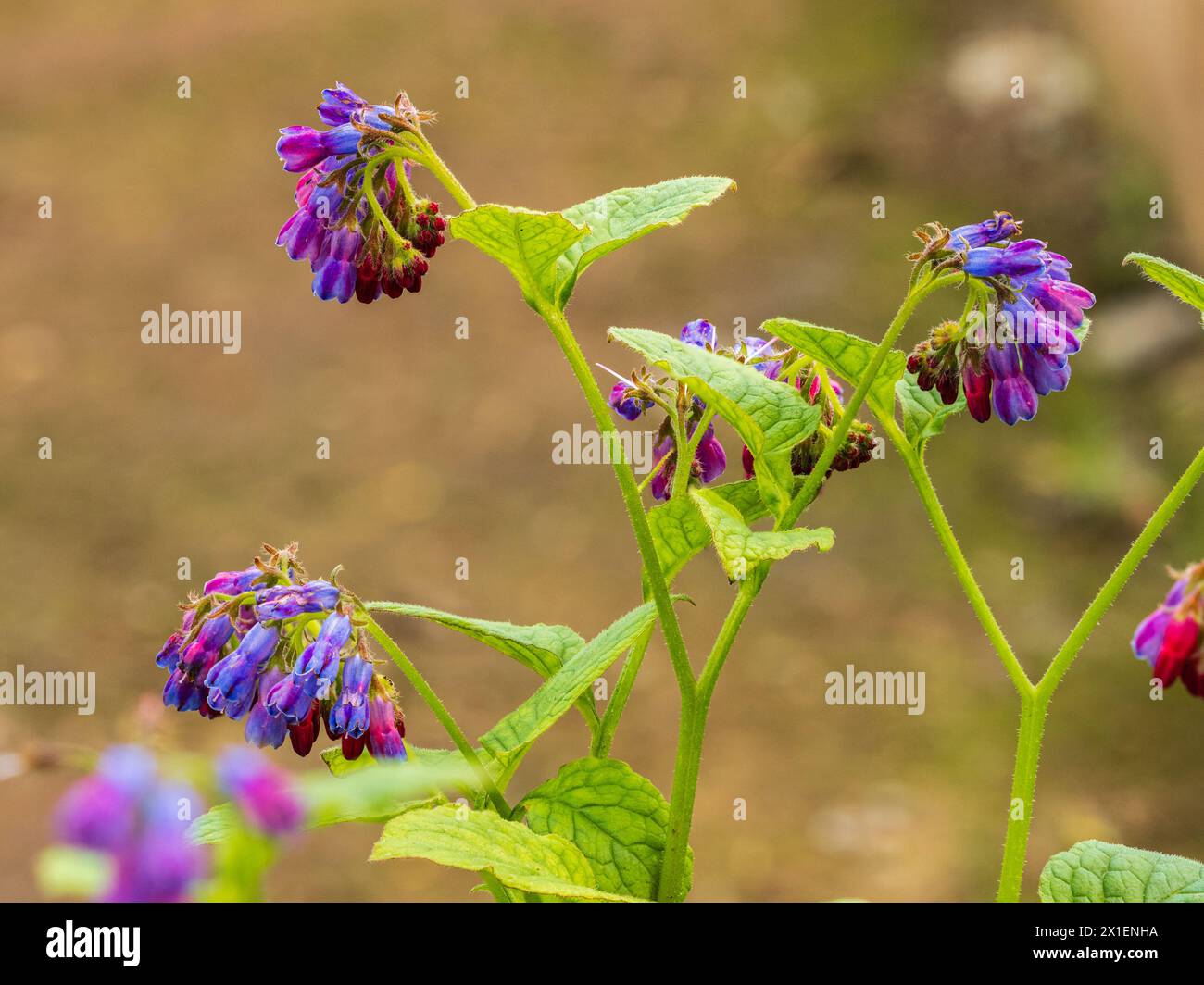 Invecchiamento rosa rosso e fiori blu della primavera fino all'inizio dell'estate fiorente varietà, Symphytum "Angela Whinfield" Foto Stock