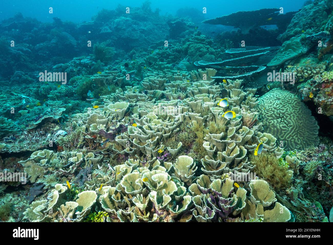 Panoramica della barriera corallina con incontaminate colonie di coralli rocciosi, Raja Ampat Indonesia. Foto Stock