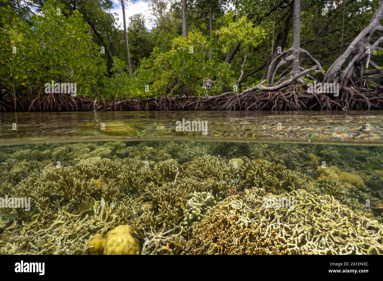 Foresta di mangrovie e barriere coralline in Split shot, Gam Island Raja Ampat Indnonesia. Foto Stock