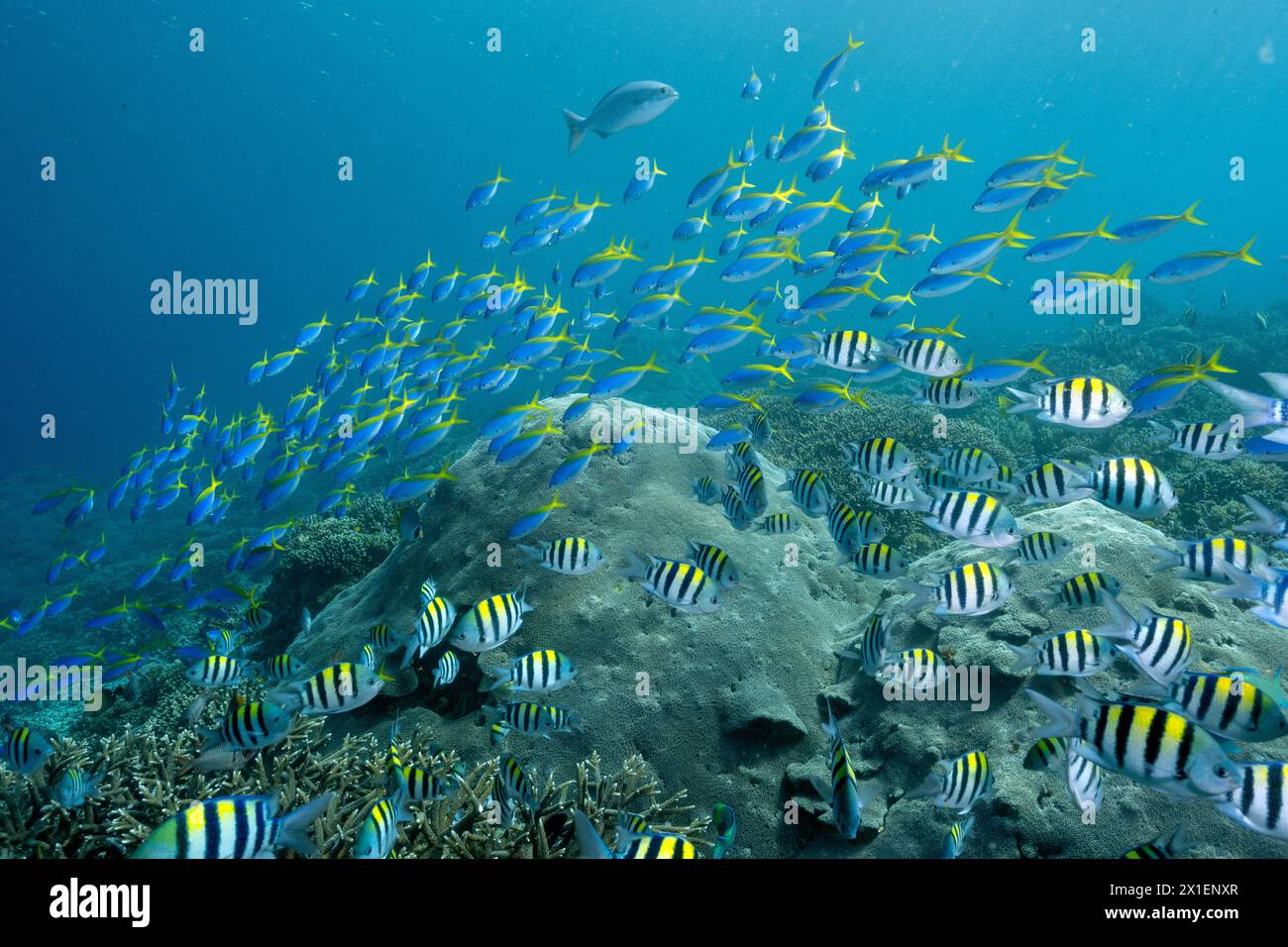 Yellowback fusiliers Caesio teres, e pesci sergenti, Abudefduf vaigiensis, Raja Ampat Indonesia. Foto Stock