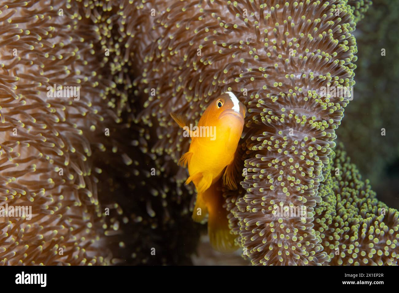 Anemonefisci arancioni sandaracinos di Amphiprion in un anemone marino di Merten, Raja Ampat Indonesia Foto Stock
