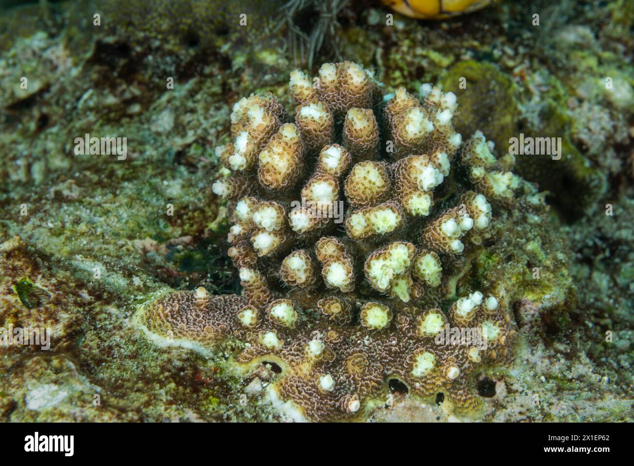 Un corallo sassoso che si protende su un corallo morto dove l'ecosistema è sano, Raja Ampat Indonesia Foto Stock