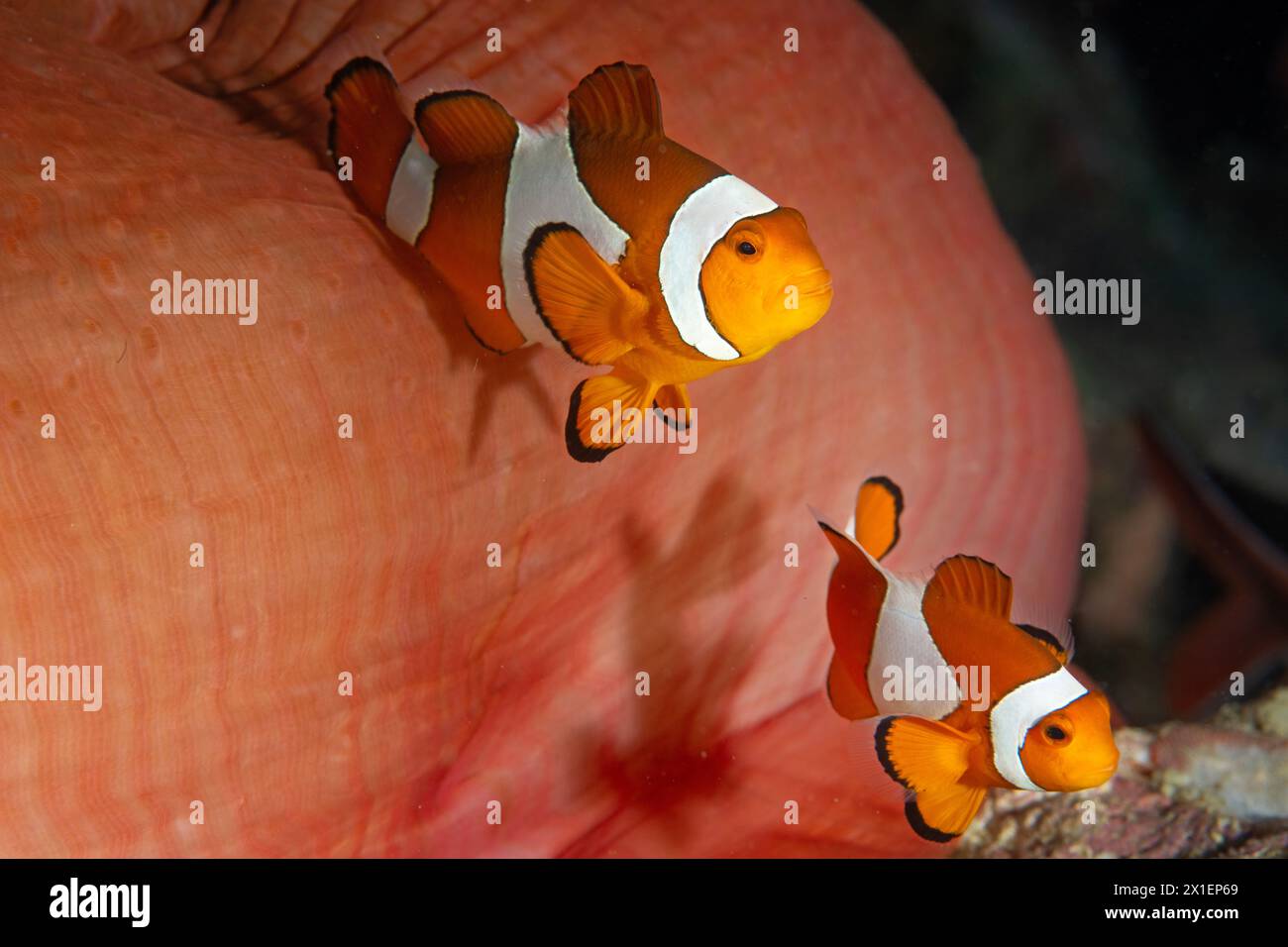 Pesci anemoniti pagliaccio comuni, Amphiprion ocellaris, Raja Ampat Indonesia Foto Stock