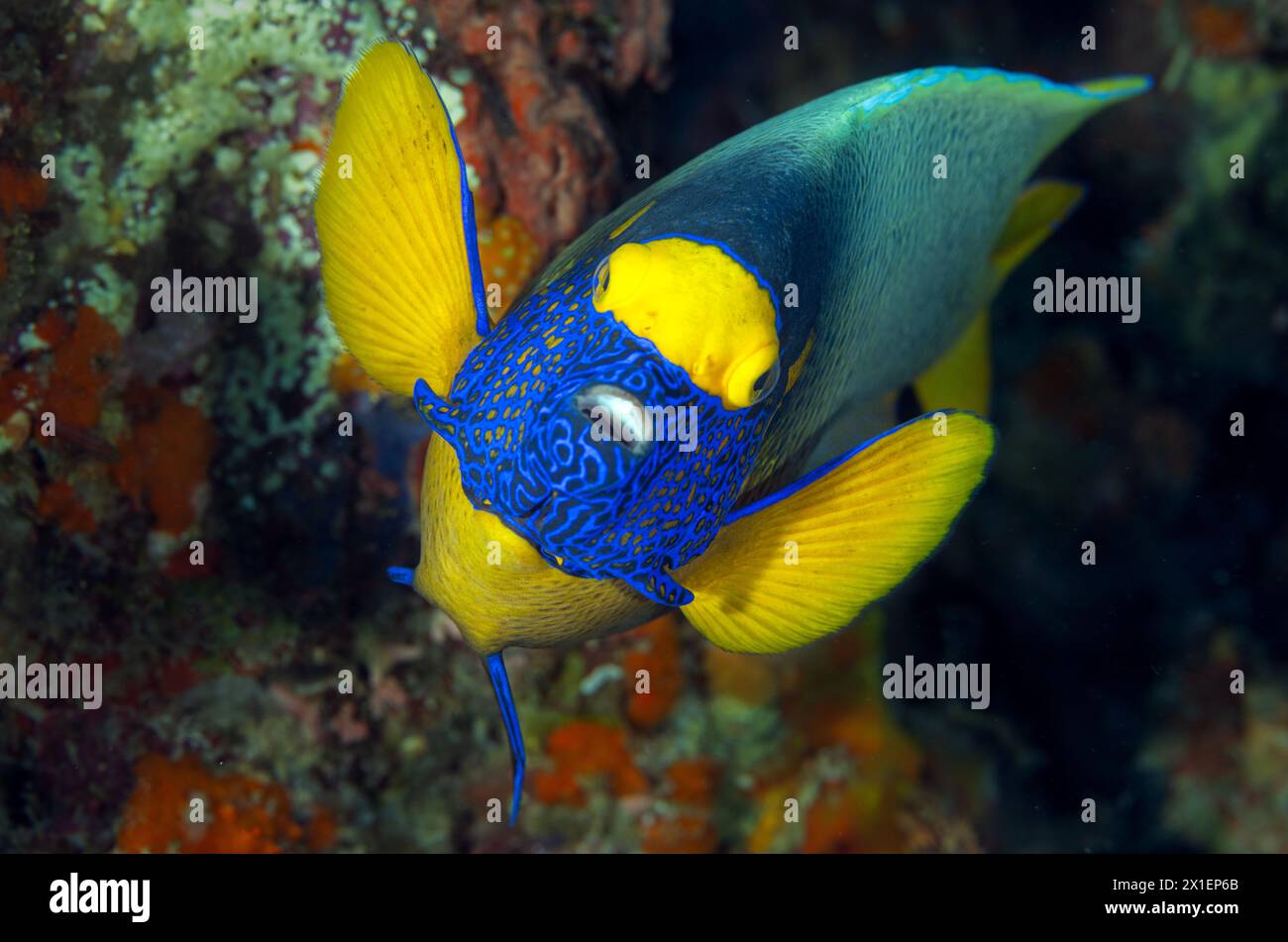 Pesce angelo con maschera gialla, Pomacanthus xanthometopon, Raja Ampat Indonesia Foto Stock