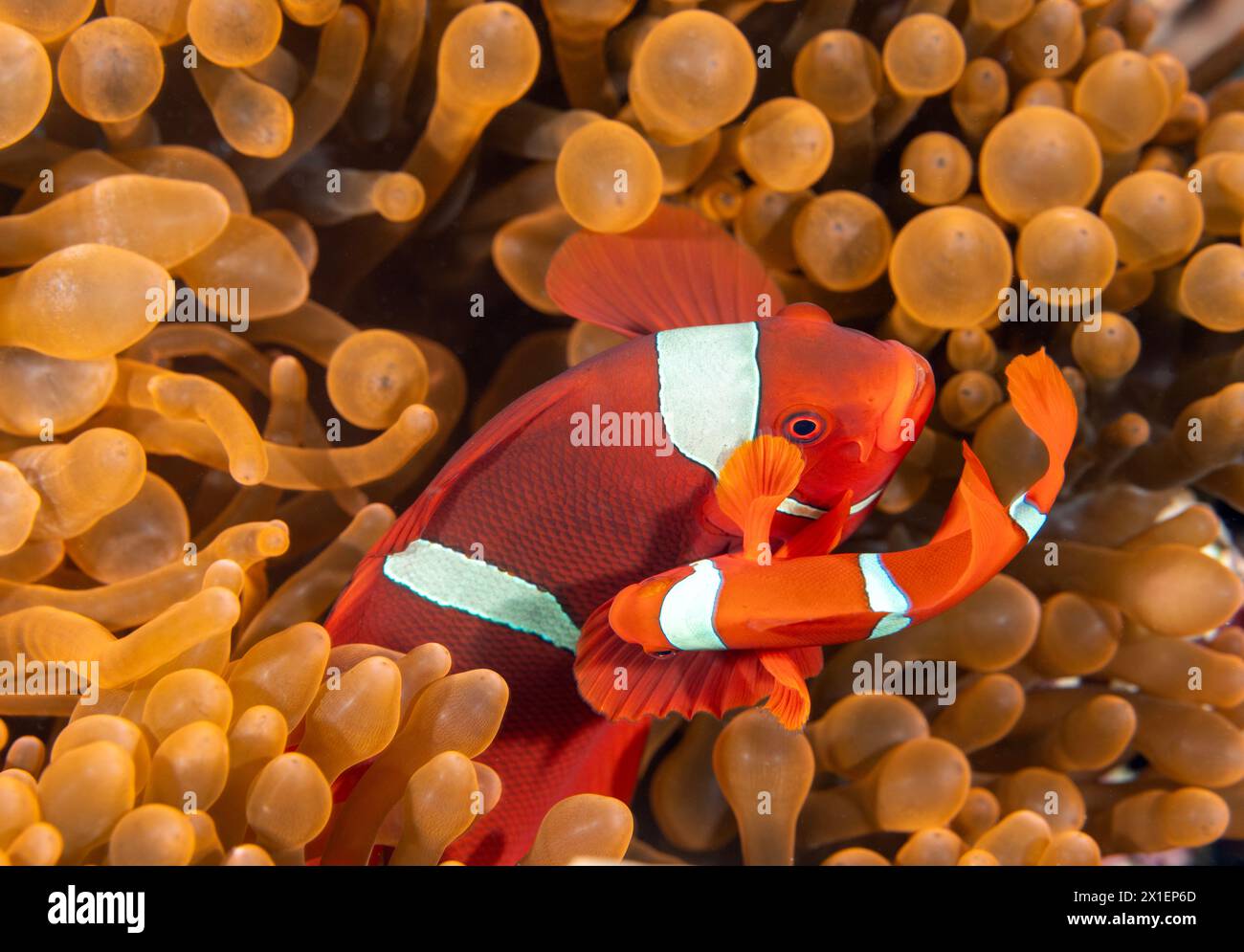 Dorso-guancia anemonefishes, Premnas bieculatus Raja Ampat Indonesia Foto Stock