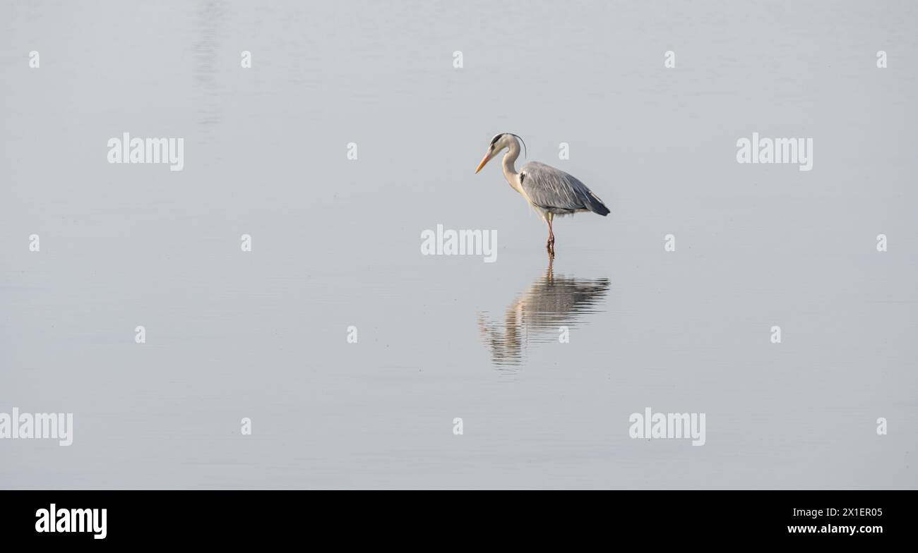 airone grigio in un lago specchio. splendido scenario naturale minimalista. lilleau des niges, isola re, riserva ornitologica Foto Stock