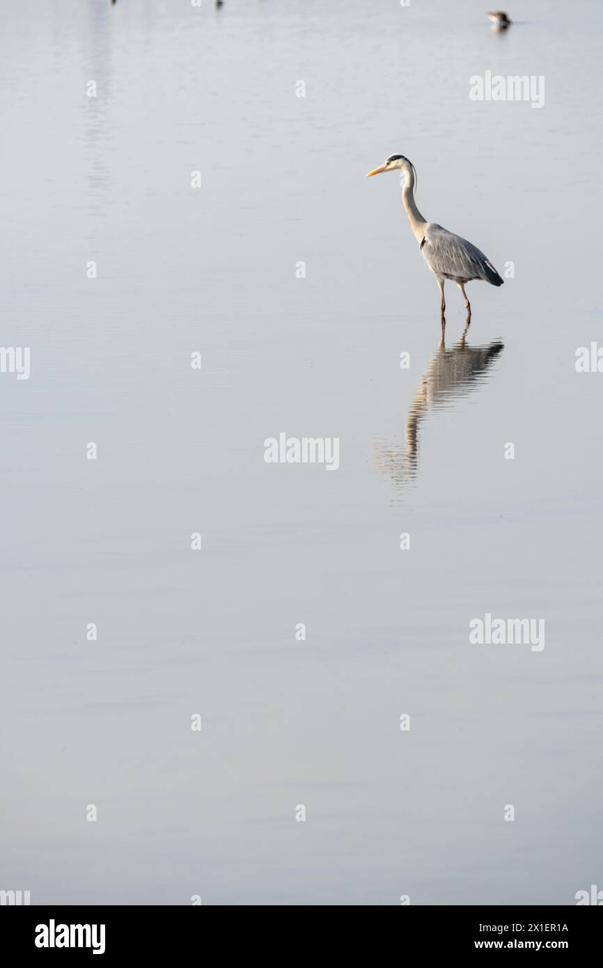 airone grigio in un lago specchio. splendido scenario naturale minimalista. lilleau des niges, isola re, riserva ornitologica Foto Stock