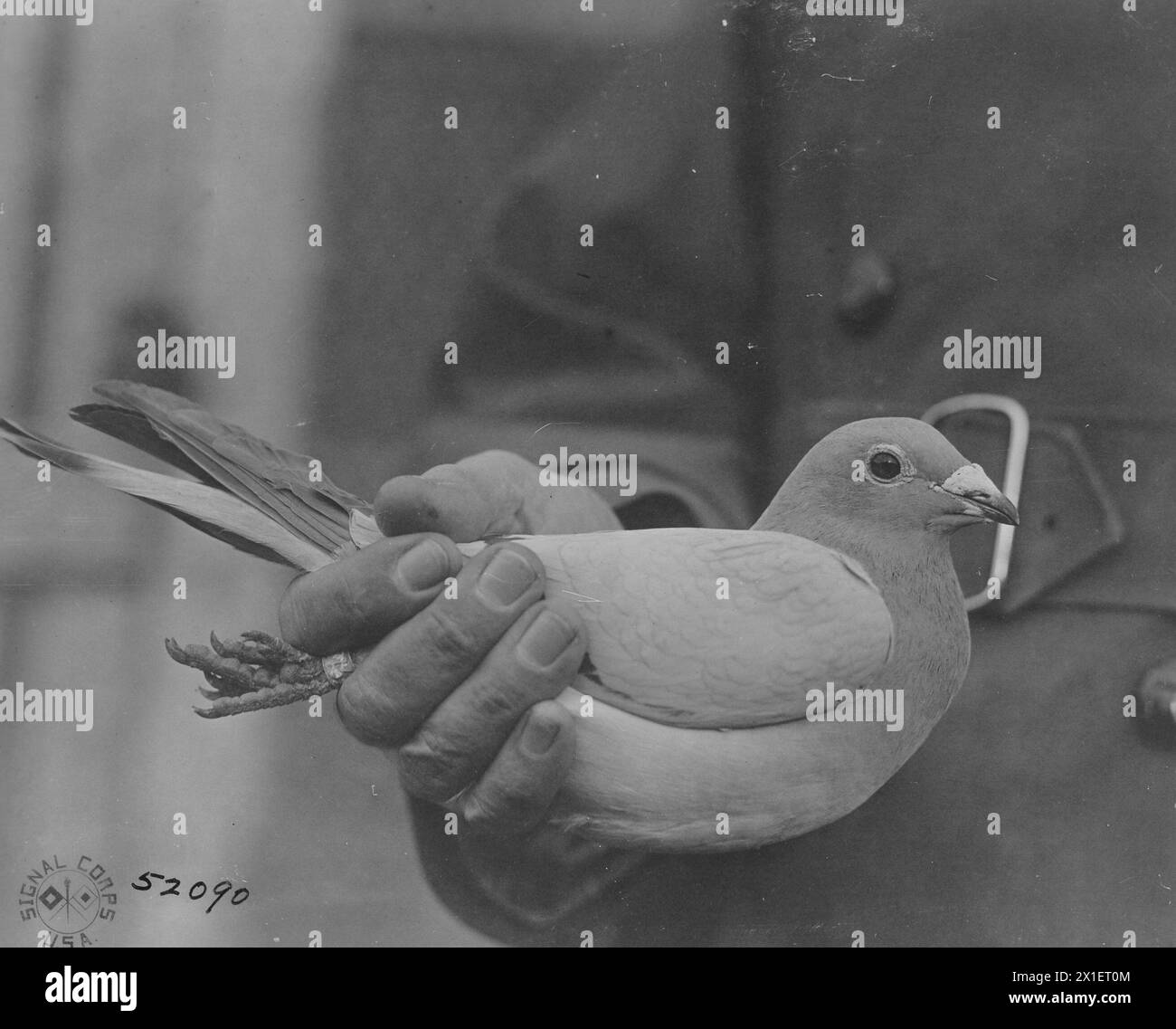 Prigioniero di piccione tedesco catturato a St. Settore Mihiel. Fort Bonnelle, Pigeon Center, Langres, Haute Marne, France CA. 1918-1919 Foto Stock