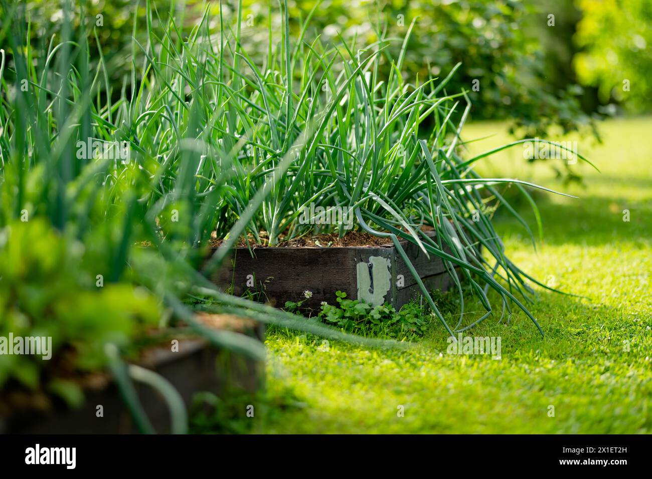 Coltivazione di cipolle nella stagione estiva. Coltivare le proprie erbe e verdure in una casa. Giardinaggio e stile di vita di autosufficienza. Foto Stock