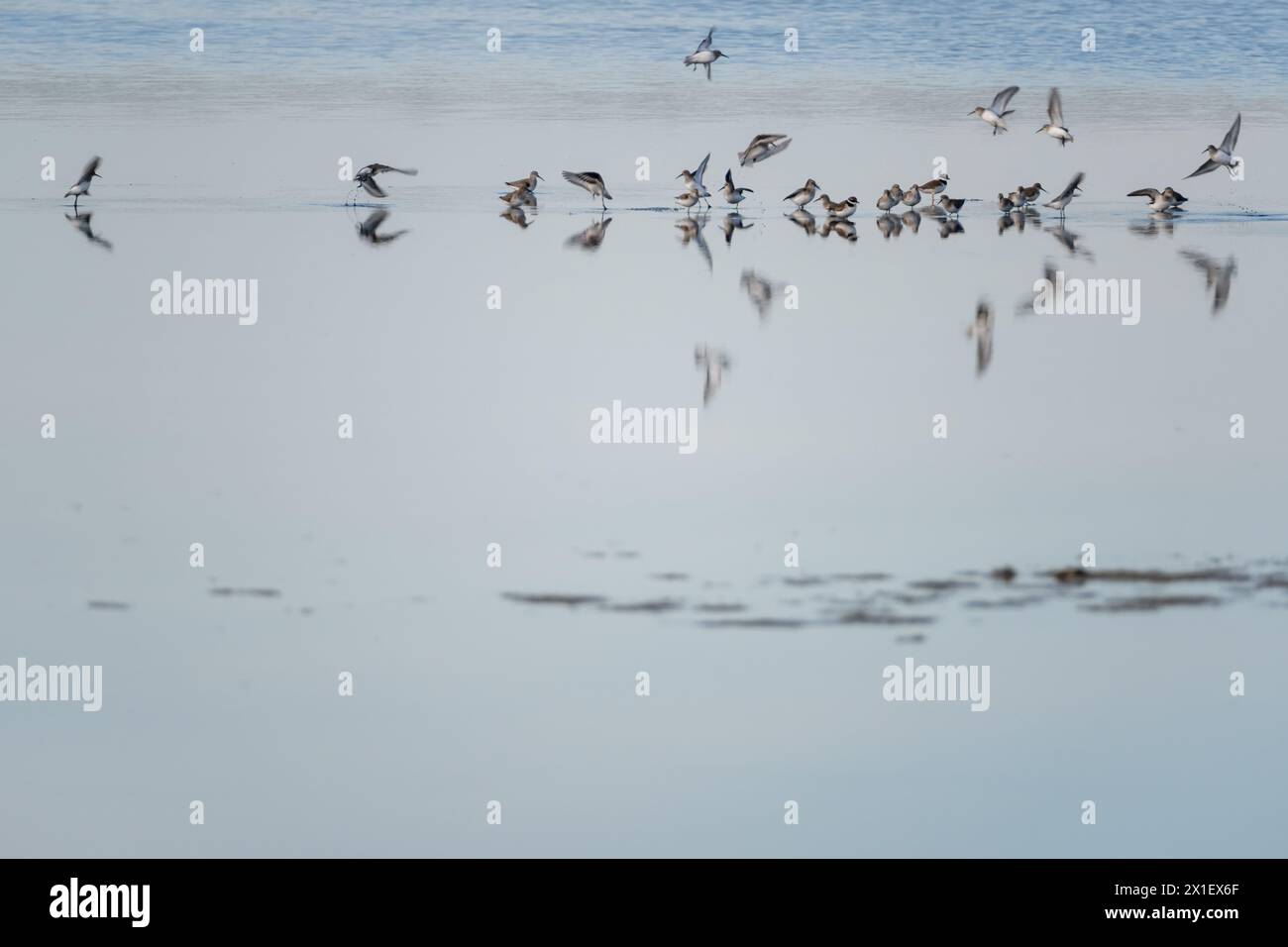 Uno stormo di Dunlin, nelle paludi salate della riserva naturale di Lilleau des Niges sull'isola di Ile de Ré in Francia Foto Stock