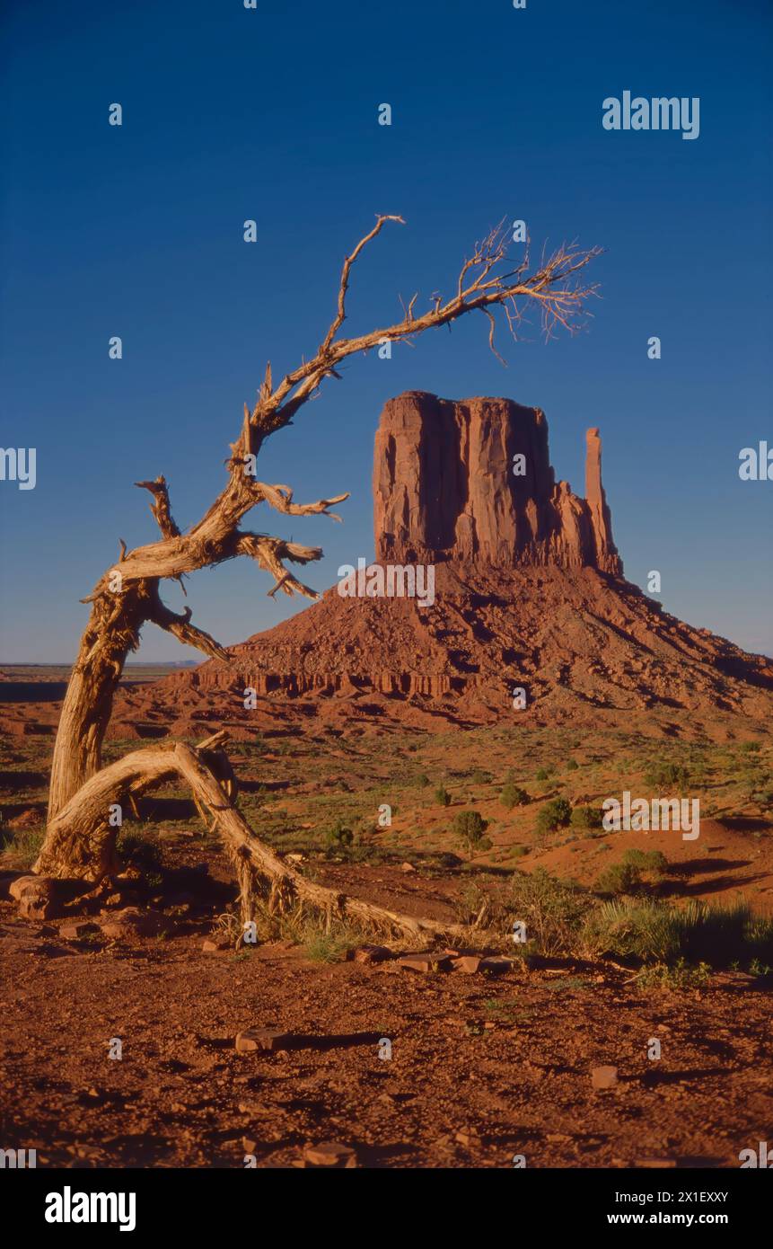 West Mitten Butte incorniciato da un ramo d'albero nella Monument Valley Arizona 1971 Foto Stock