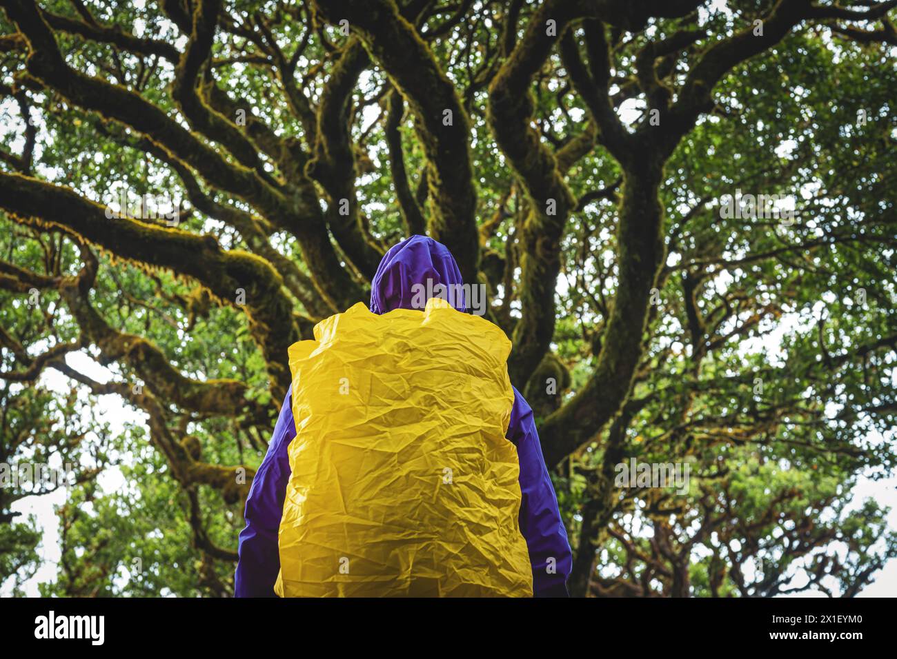 Descrizione: Vista posteriore ad angolo basso di una donna backpacker che guarda la cima di un vecchio albero di alloro nella foresta di alloro. Foresta Fanal, isola di Madeira, Portu Foto Stock