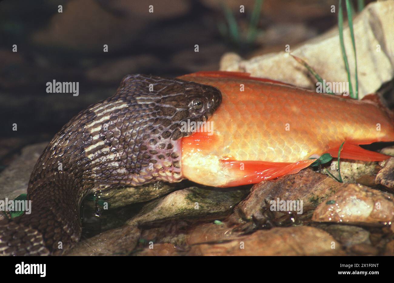 Un serpente d'acqua del Nord, Nerodia sipedon, sta deglutendo intere prede di Goldfish, Maine, Stati Uniti Foto Stock