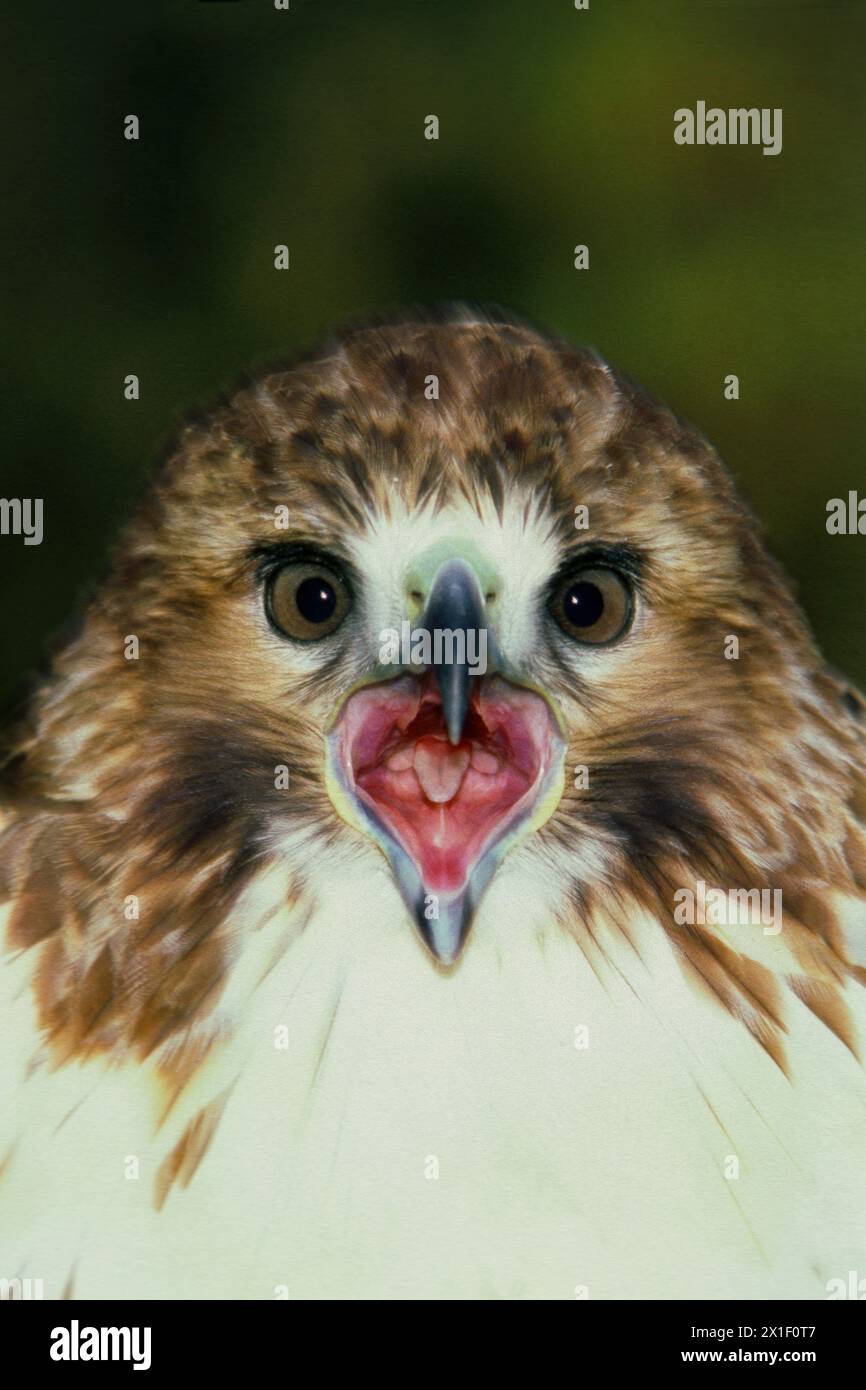 Un falco dalle spalle rosse, Buteo lineatus, con la bocca aperta e ravvicinata, a contatto visivo, Missouri, Stati Uniti Foto Stock