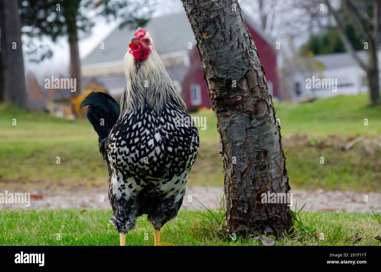 Un gallo Wyandotte con lacci d'argento che protegge il cortile e sembra sfacciato, Yarmouth Maine, Stati Uniti Foto Stock