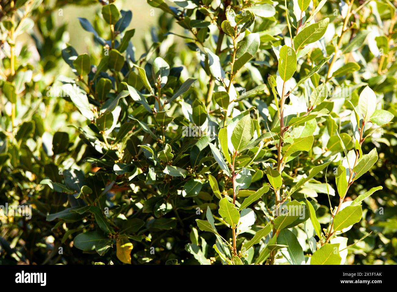 Albero di erbe tropicali - foglia di alloro, un'erba riccamente aromatizzata utilizzata come ingrediente di cottura. Trama. Sfondo. Montenegro, Europa. Orizzontale Foto Stock