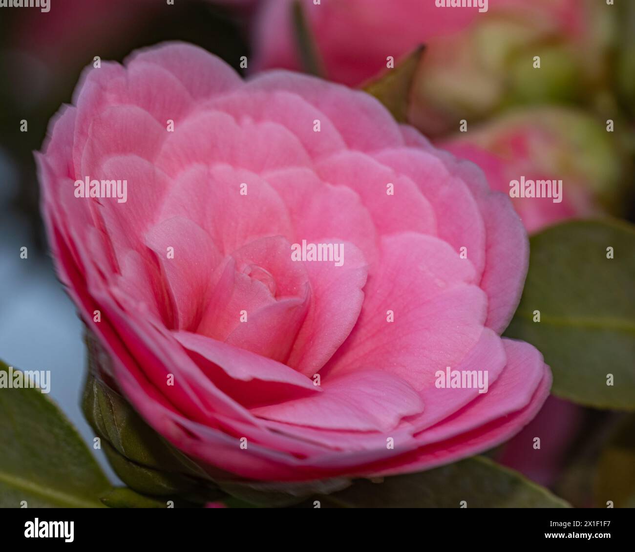 Accattivante fiore di camelia in piena fioritura, i suoi petali a spirale di rosa tenue creano un'immagine di incantevole bellezza Foto Stock
