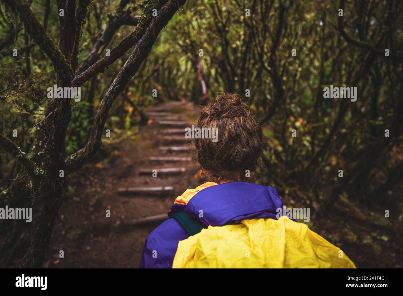 Descrizione: Foto alla testa posteriore di una donna con zaino che sorveglia il percorso attraverso una foresta laurale in una giornata di pioggia. 25 Fontes, Madeira Foto Stock