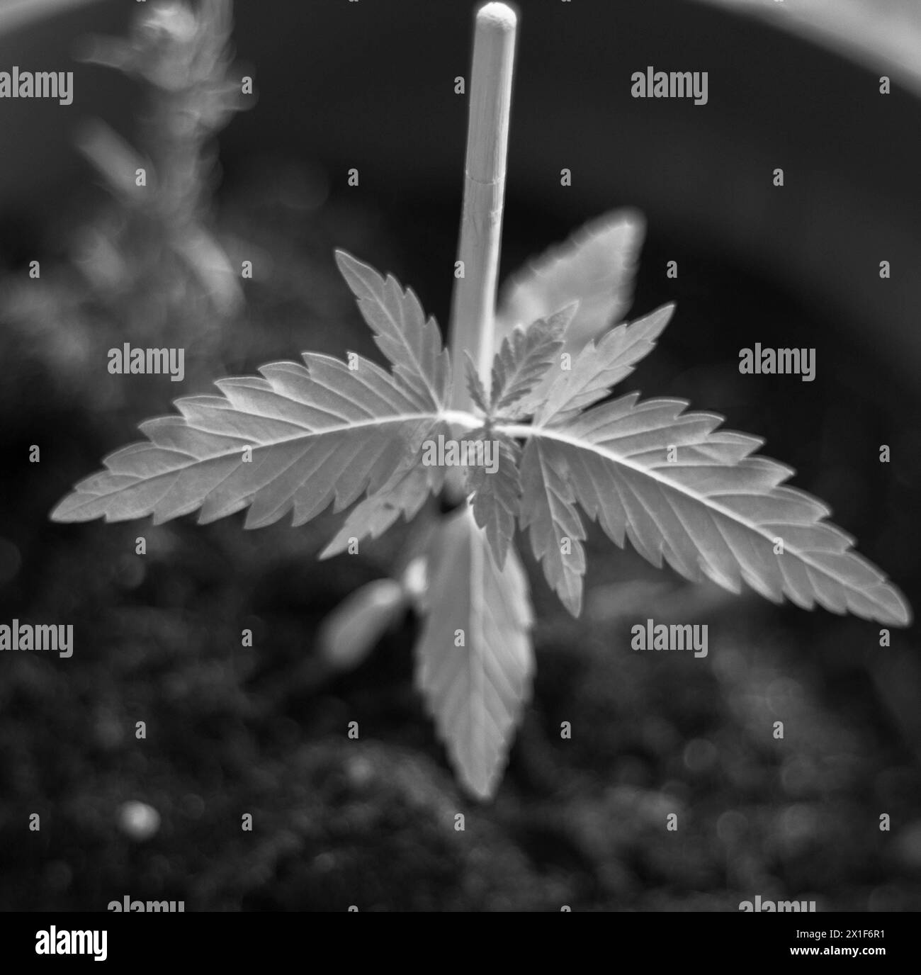 Assisti alle prime fasi della crescita con questa accattivante immagine con un giovane germoglio di cannabis Foto Stock