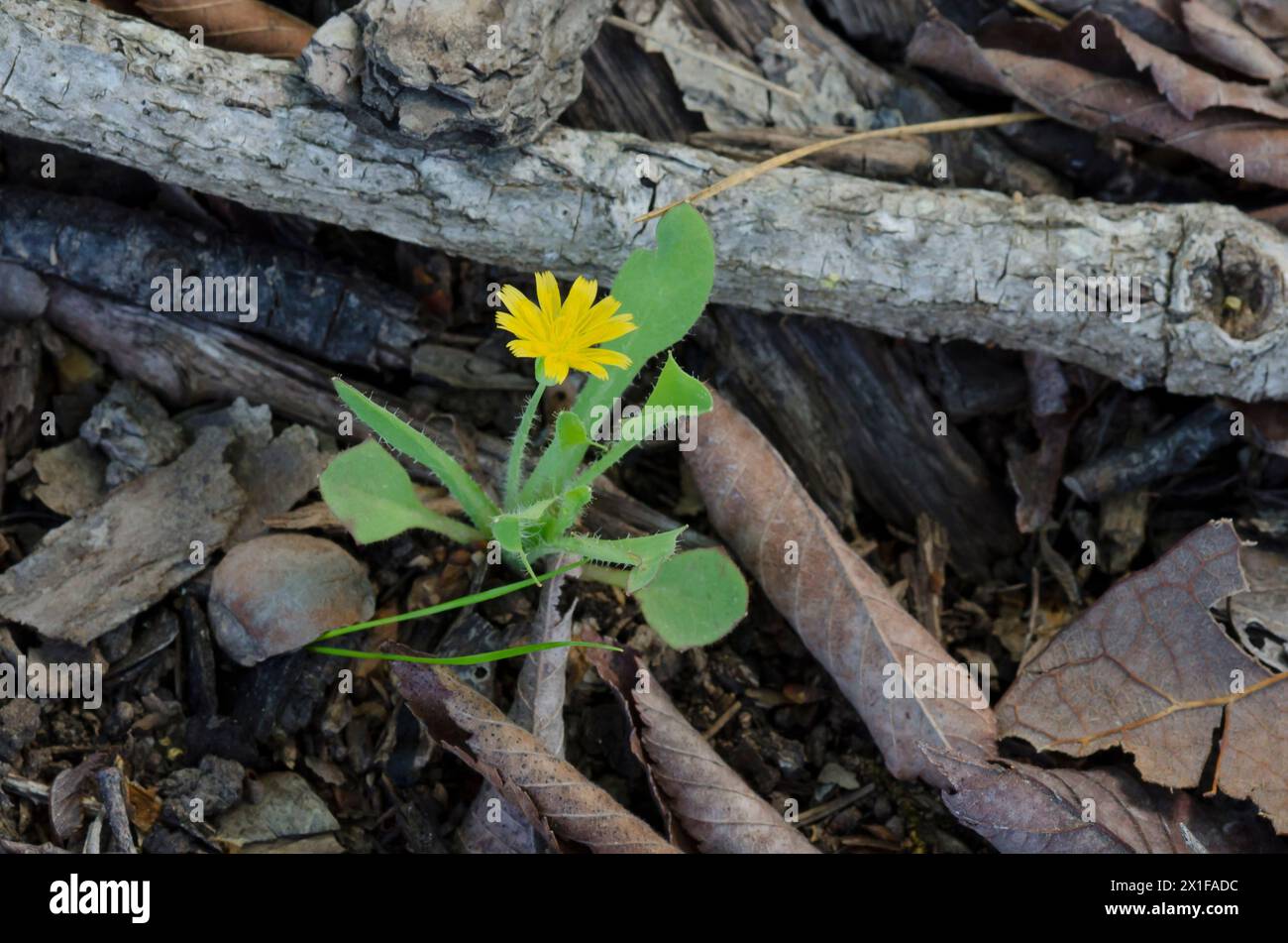 Dandelion nano, Krigia sp. Foto Stock