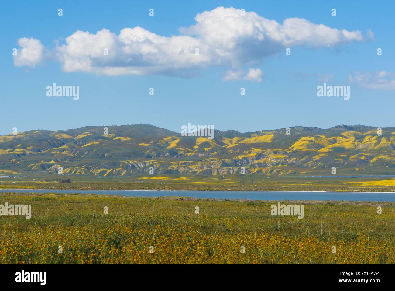 Si affaccia sulle colline e sul lungomare lungo il lago Soda nella piana di Carrizo per ammirare le migliori superfiorite, la California centrale Foto Stock