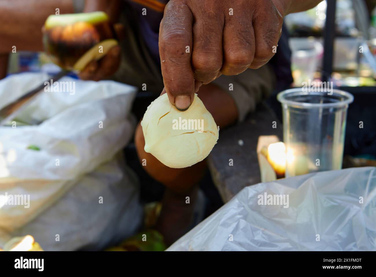 Mano corta che tiene la palma di Palmyra o i semi di palma toddy Foto Stock