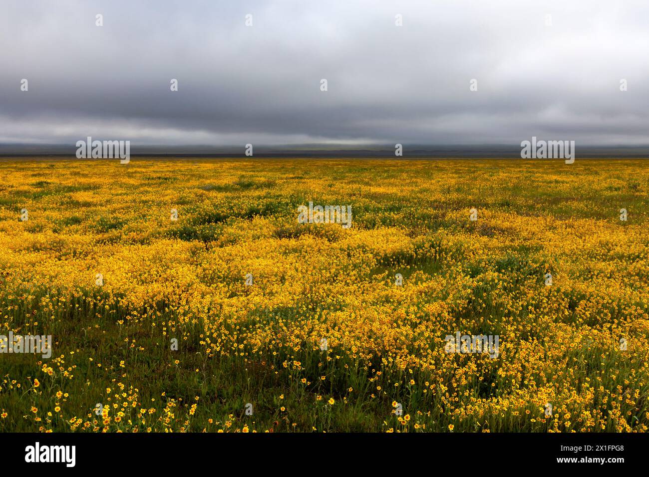 Una tempesta primaverile passa sopra i campi d'oro del Carrizo Plain National Monument nella California centrale. Foto Stock