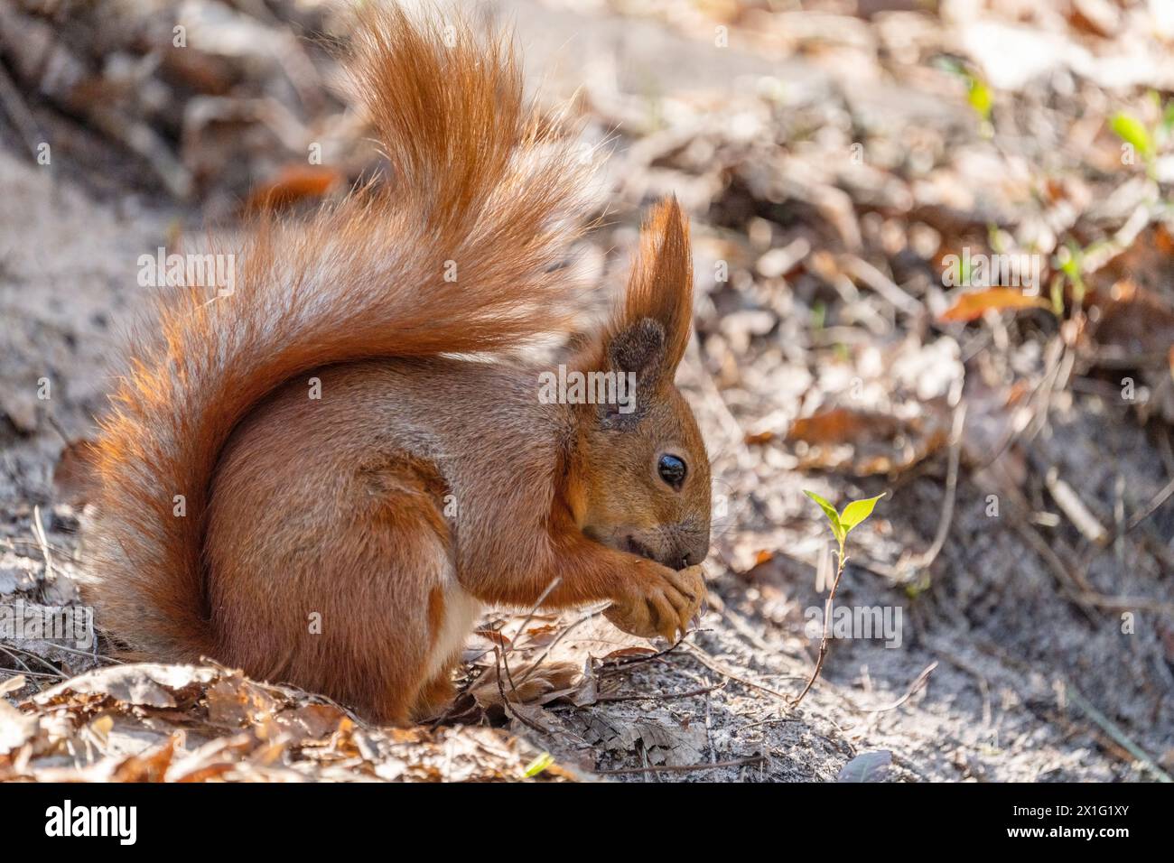 Uno scoiattolo ama mangiare una noce. Foto Stock