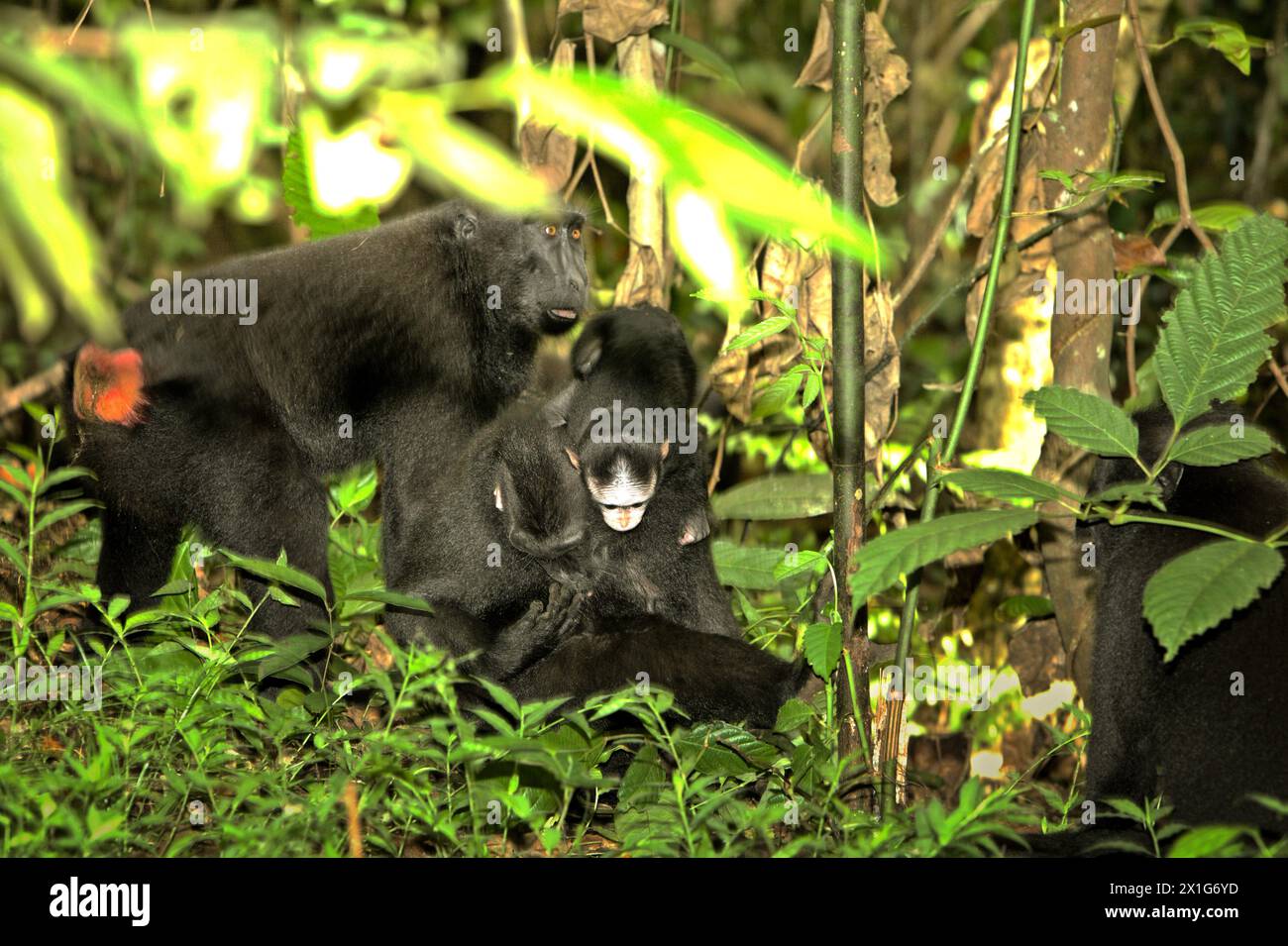 Un macaco crestato (Macaca nigra) suona sul terreno, in quanto è nelle cure di individui adulti femminili nella foresta di Tangkoko, Sulawesi settentrionale, Indonesia. Il cambiamento climatico è uno dei principali fattori che influenzano la biodiversità in tutto il mondo a un ritmo allarmante, secondo un team di scienziati guidati da Antonio Acini Vasquez-Aguilar nel loro documento di ricerca pubblicato per la prima volta nel marzo 2024 sul numero di Environ Monit Evaluate. "Potrebbe spostare la distribuzione geografica delle specie, comprese le specie che dipendono molto dalla copertura forestale", hanno scritto. In altre parole, il cambiamento climatico può ridurre l'habitat... Foto Stock