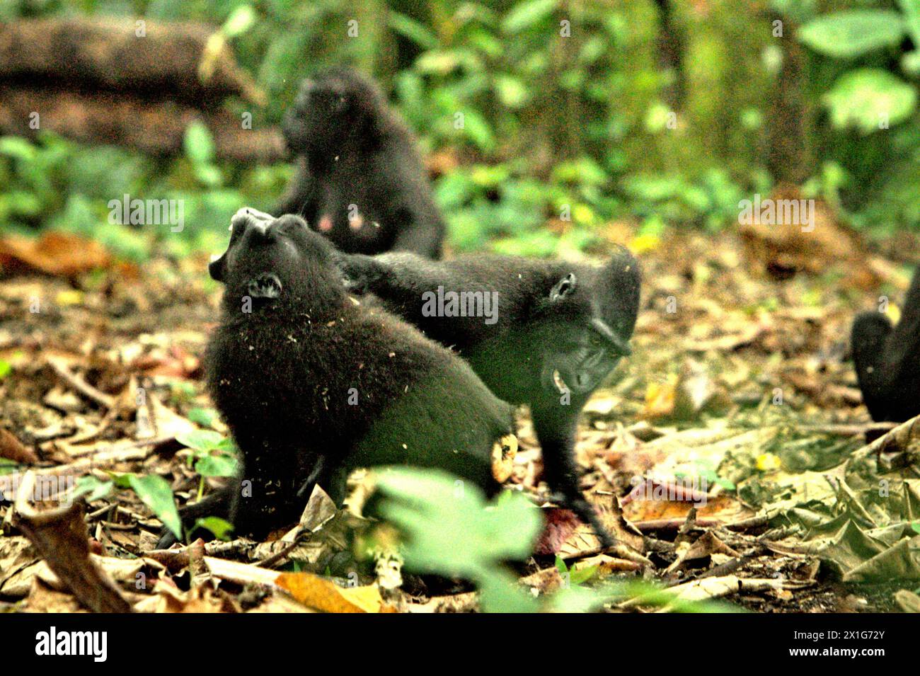 Il macaco crestato (Macaca nigra) viene fotografato per terra, poiché sta avendo una lotta sociale sul terreno nella foresta di Tangkoko, Sulawesi settentrionale, Indonesia. Il cambiamento climatico è uno dei principali fattori che influenzano la biodiversità in tutto il mondo a un ritmo allarmante, secondo un team di scienziati guidati da Antonio Acini Vasquez-Aguilar nel loro documento di ricerca pubblicato per la prima volta nel marzo 2024 sul numero di Environ Monit Evaluate. "Potrebbe spostare la distribuzione geografica delle specie, comprese le specie che dipendono molto dalla copertura forestale", hanno scritto. In altre parole, il cambiamento climatico può ridurre l'habitat... Foto Stock