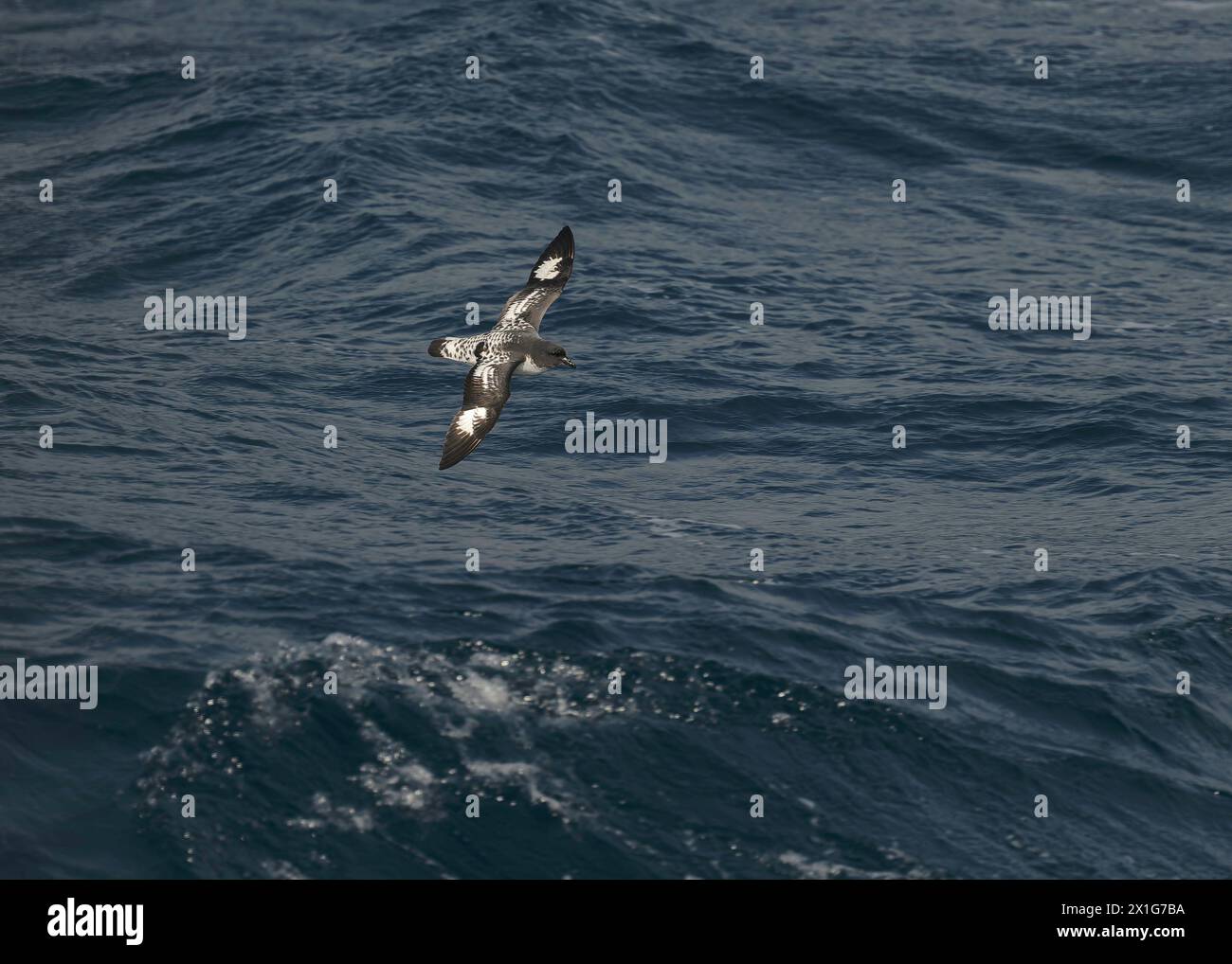 Petrel Cape (Daption Capense) volando in mare nel Drake Passage, Southern Ocean, gennaio 2024. Foto Stock