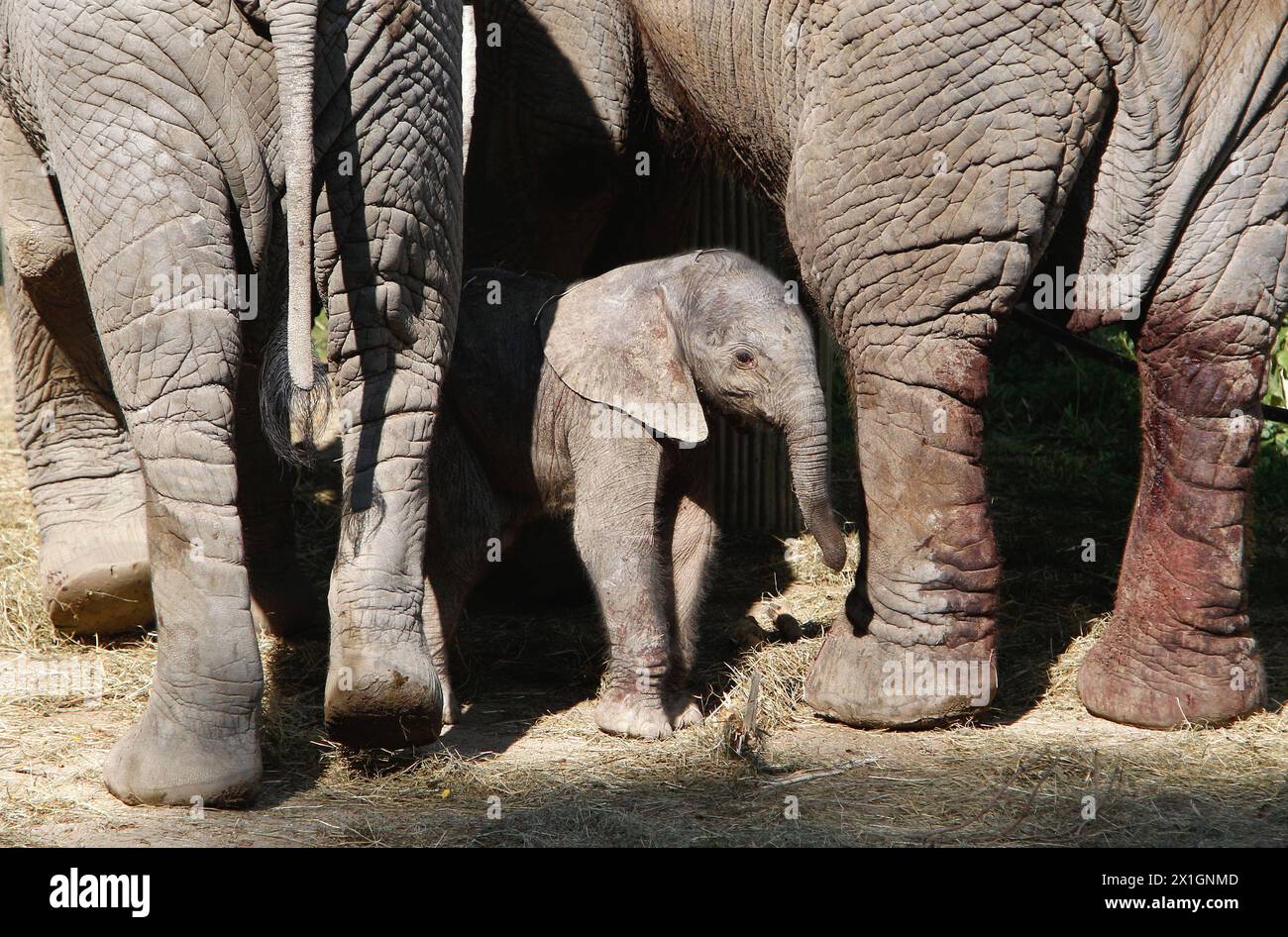 L'attesa allo zoo di Vienna è finita: Dopo un periodo di gestazione di 645 giorni Tonga elefante ha partorito il 4 settembre 2013 alle ore 7,30 - 20130905 PD1420 - Rechteinfo: Diritti gestiti (RM) Foto Stock