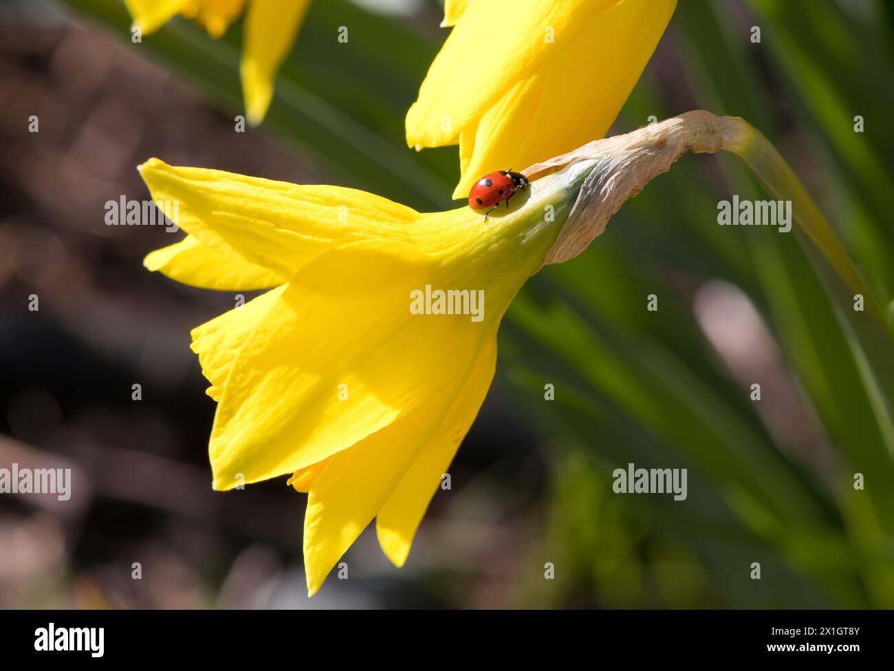 Fiore di narcisi giallo con un coccinello Foto Stock