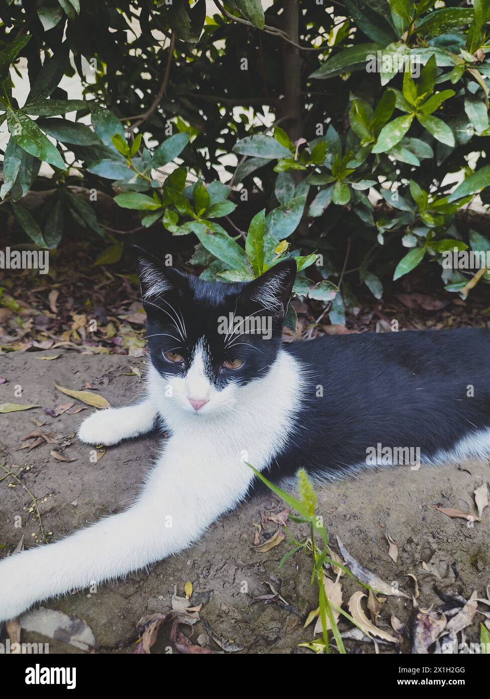 ritratto di un gatto con gli occhi, gatto sull'erba, fotografia di gattini carini, fotografia di vita selvaggia Foto Stock