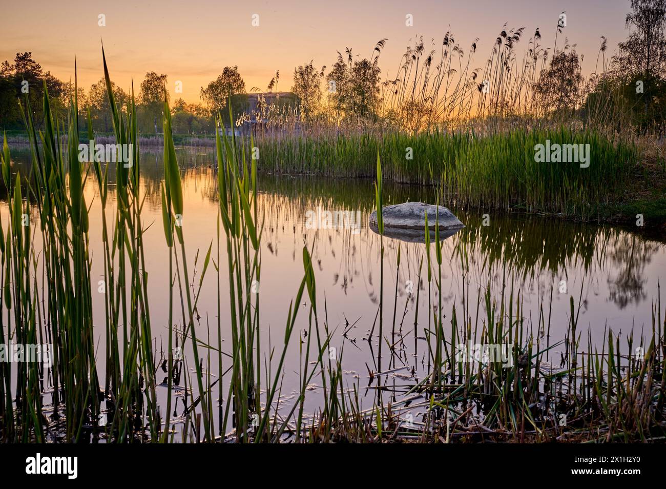 Un lago ricoperto di canne con una grande pietra al centro; sotto il vecchio mulino a Tuligłowy vicino a Krasnystaw Foto Stock